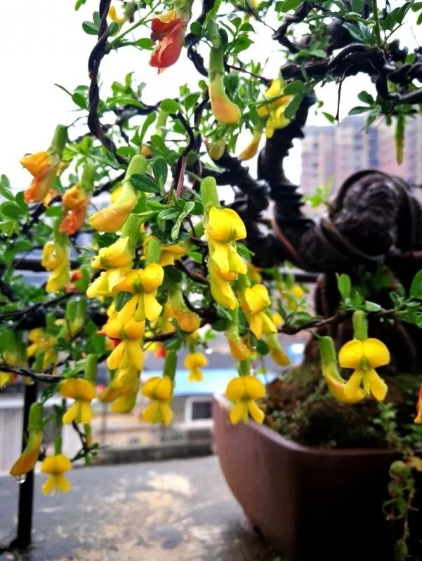 不惑之年，他自己动手建了一座楼顶花园，养花种菜喂鱼……-193