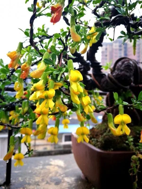 不惑之年,他自己动手建了一座楼顶花园,养花种菜喂鱼……-193