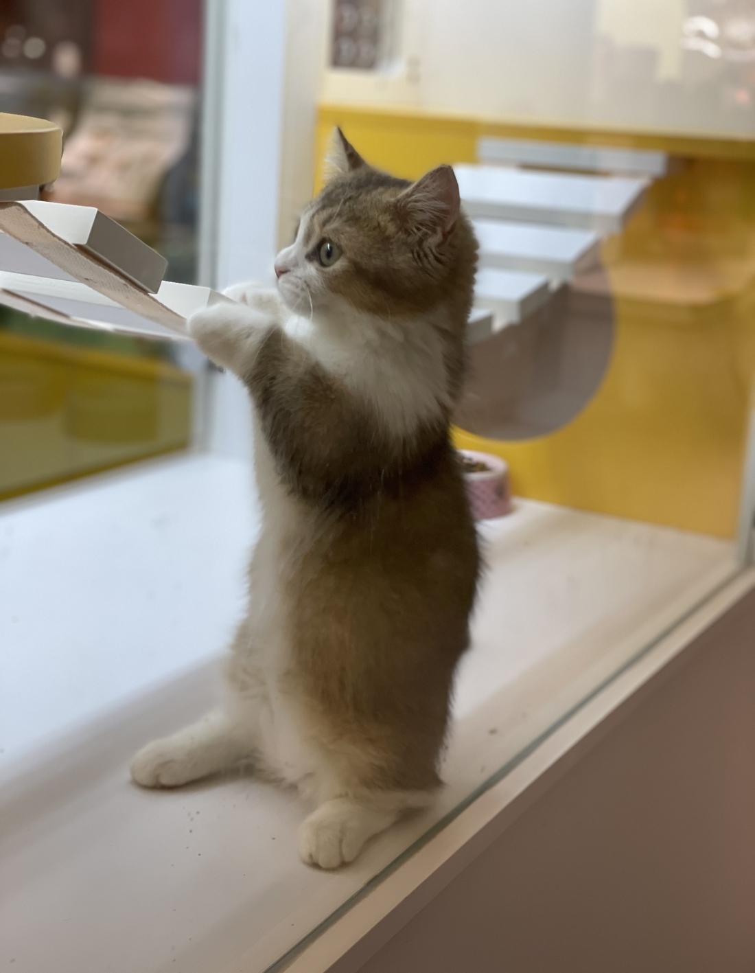 喵星人入侵 · 猫咪共享空间丨中国青岛丨黄士华-3