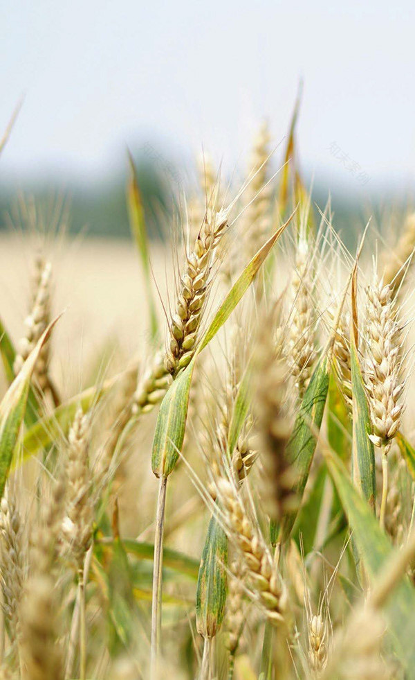 梅尔卡内特应用程序-7