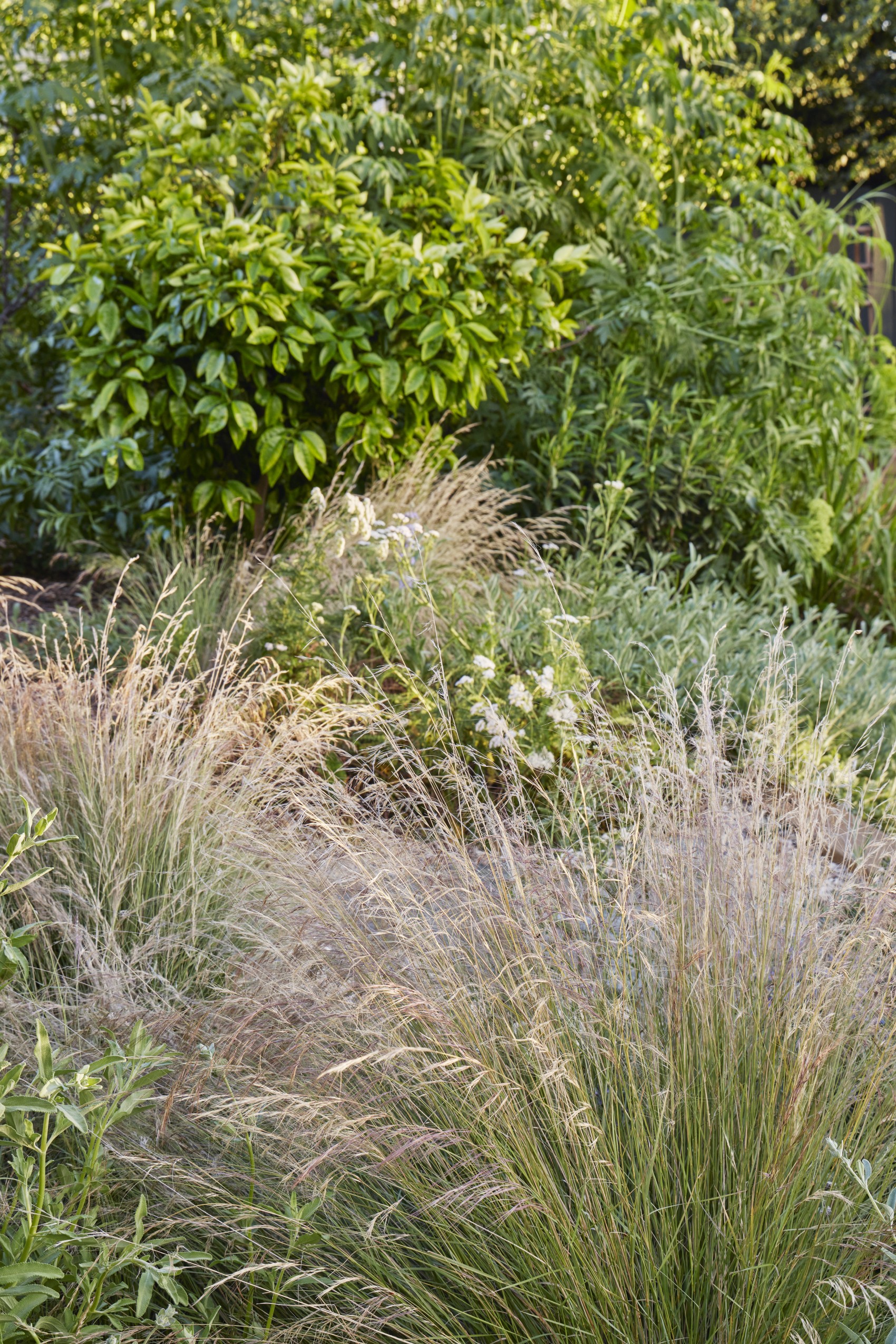 用时间酝酿，为孩子们创造的野趣花园丨美国丨TERREMOTO-33