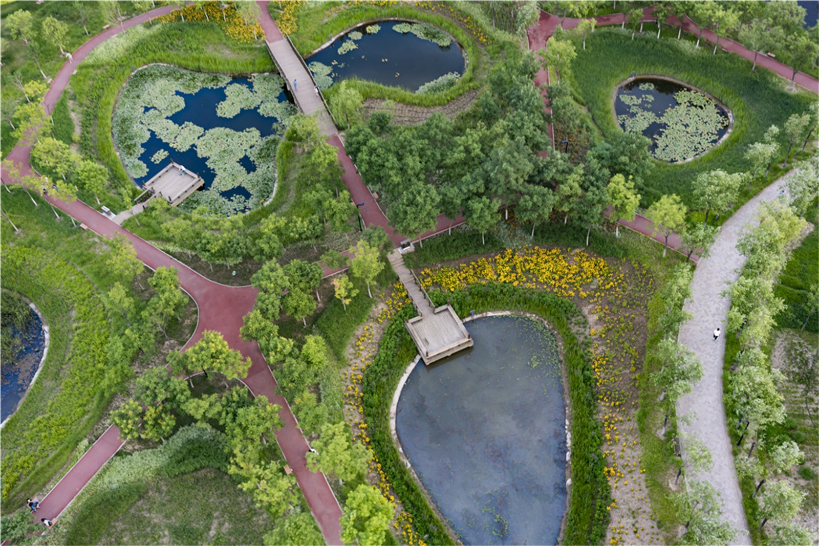 西安雁南公园（二期）丨中国西安丨土人设计（Turenscape）-195