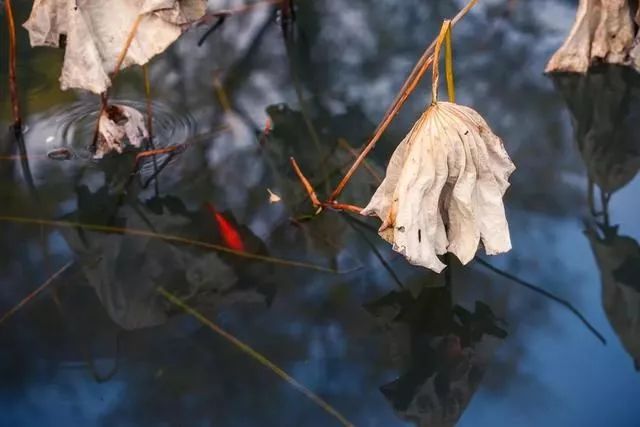 苏州园林秋韵 | 方寸之间见山水-32