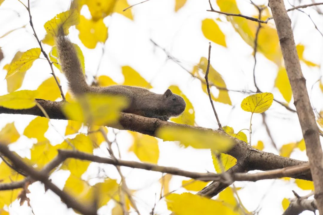 地球日特辑 | 社区花园VS城市生境-81