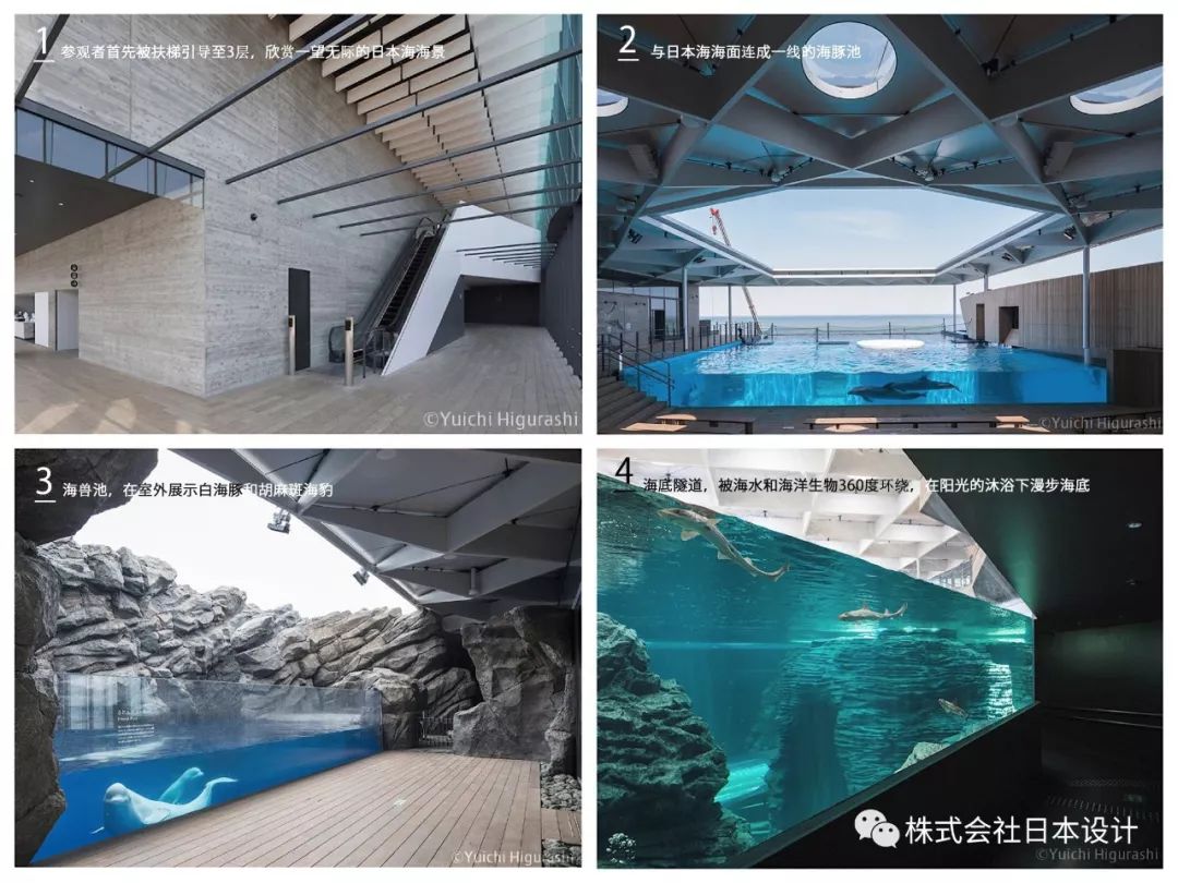 上越市立水族博物馆 | 沉浸式体验日本海的壮美海景-26