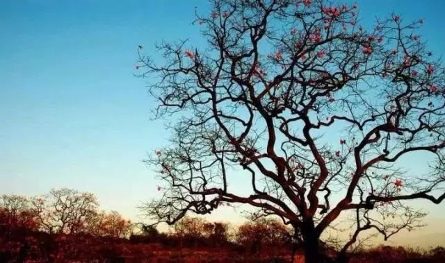 罗汉松 | 庭院中的守财吉祥树-212