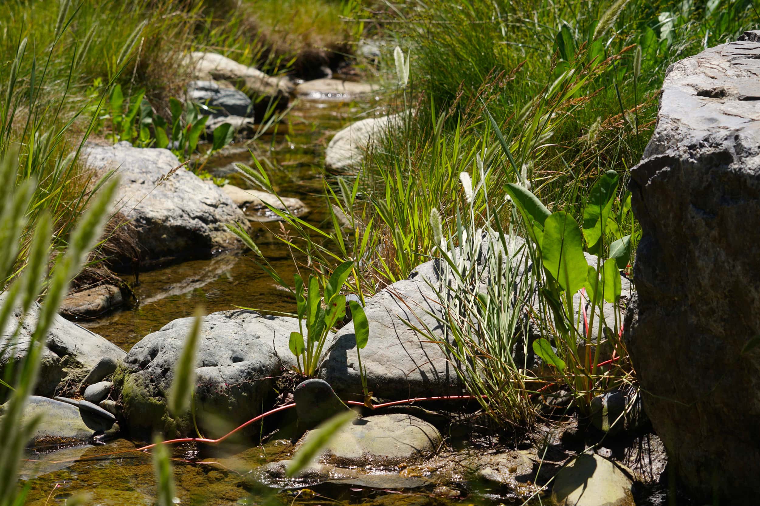 小面积荒野丨Huettl Landscape Architecture-11