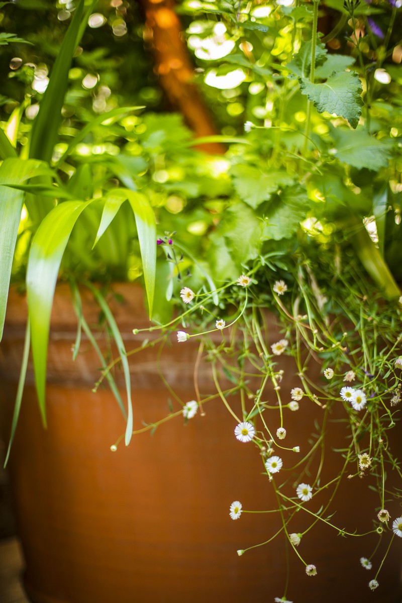 巴黎35平方米露台景观设计丨法国巴黎丨Opus Paysage  Alexandre Tonnerre-13