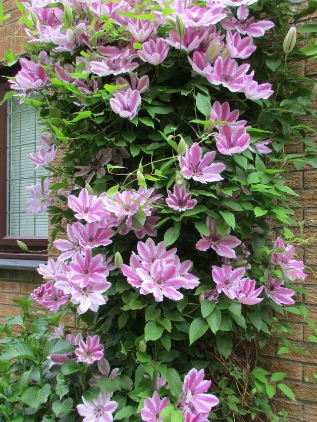 夏日花园养护攻略，打造梦想花园-62