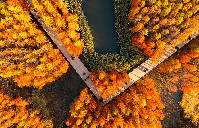 漂浮的森林:南昌市鱼尾洲公园丨中国南昌丨土人设计-4