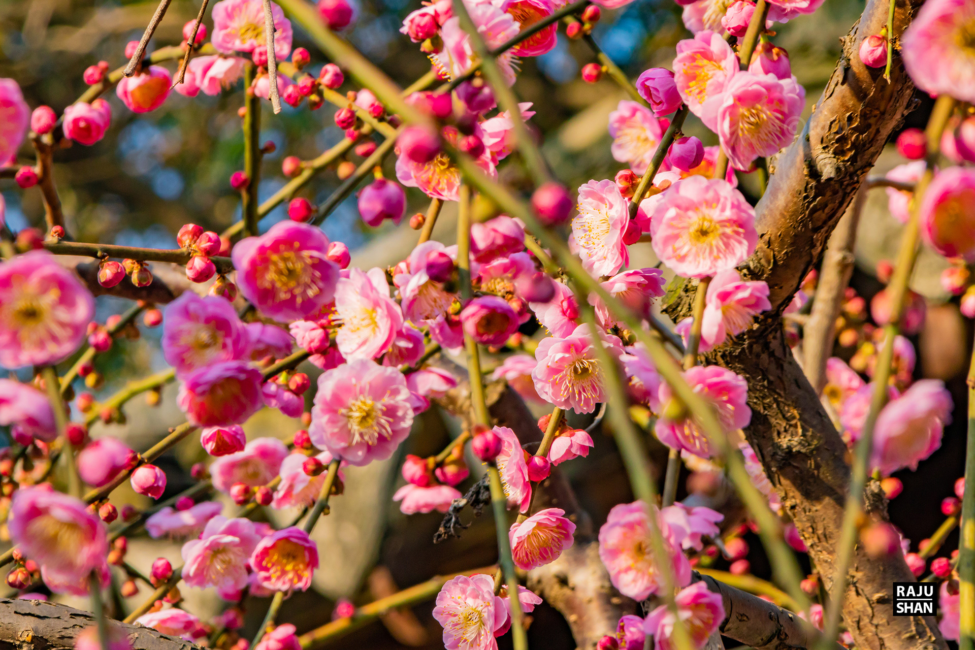 Guyi Garden & NanXinag Ancient Town- Shanghai-20