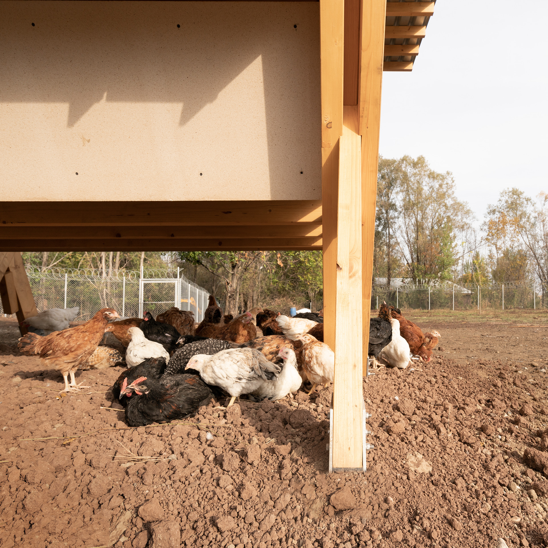 土耳其“鸡舍”艺术农场-23
