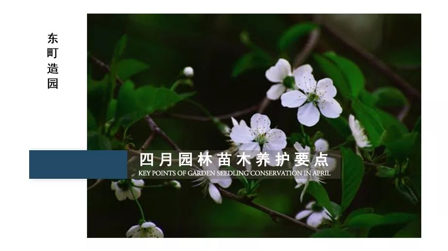 春日园林养护攻略 | 四月份苗木养护指南-8