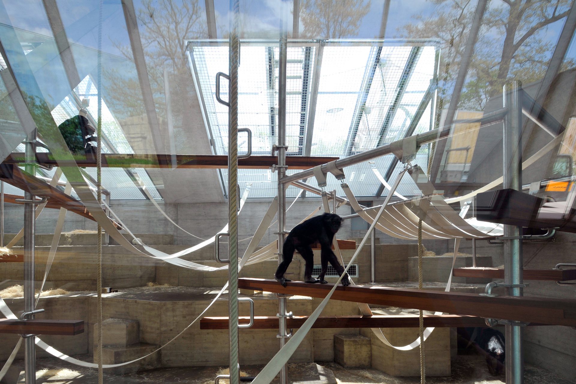 Menschenaffenhaus Wilhelma Stuttgart-5