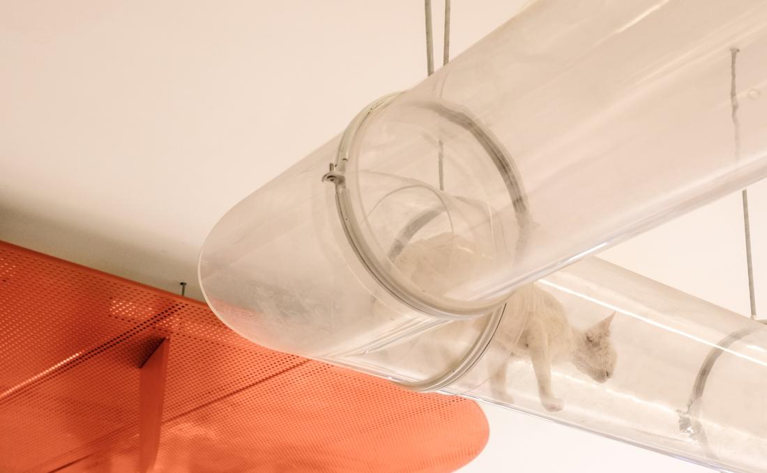 喵星人入侵 · 猫咪共享空间丨中国青岛丨黄士华-28