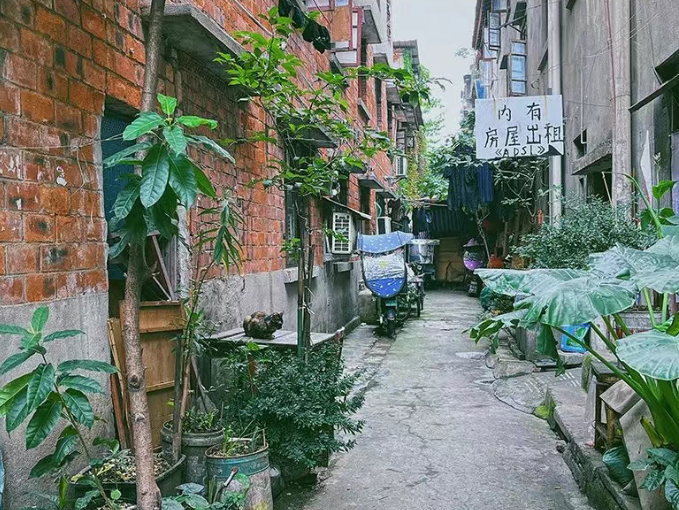 CACPA|花花花画画画-18