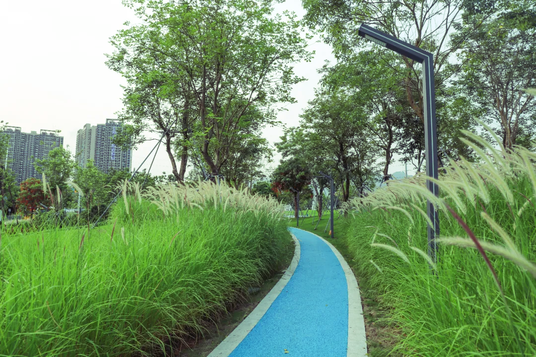 深圳葵涌生态公园-12