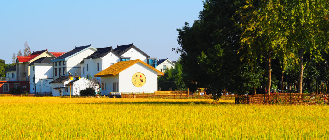 境作|恋“练”春光，“宝藏”踏青地：青浦徐练村，有多好逛？-168