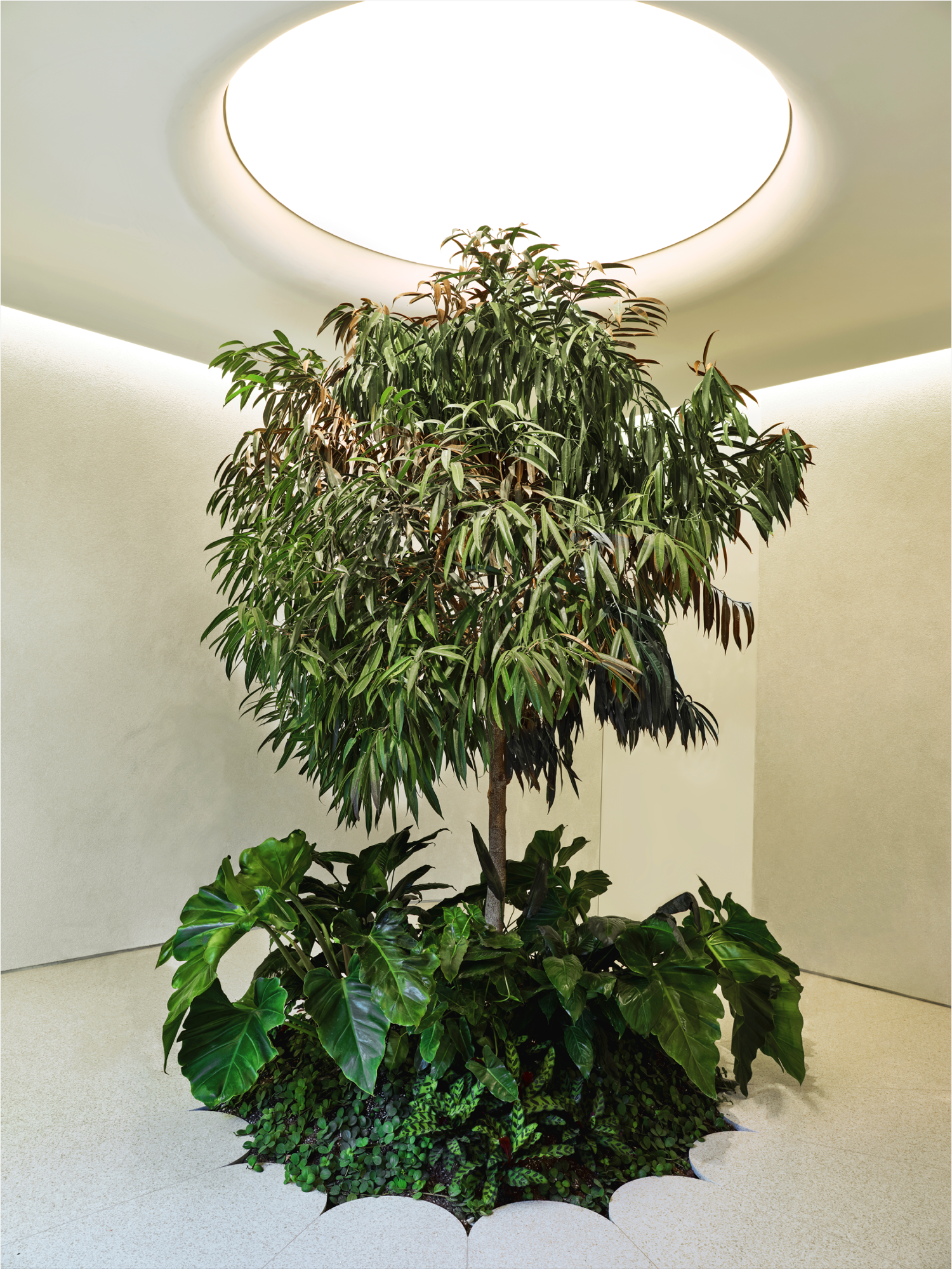 Alchemy Canna Co· 旗舰店丨加拿大多伦多丨Studio Paolo Ferrari-13