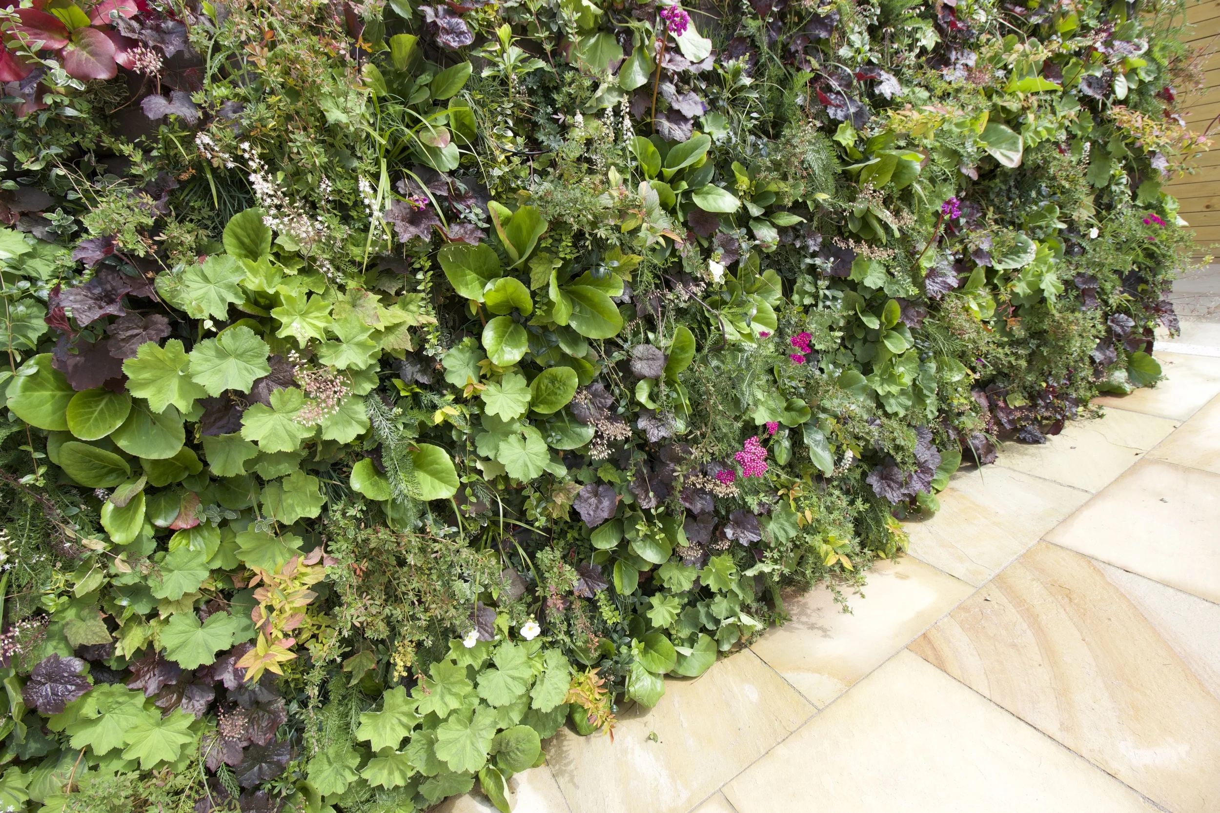 垂直绿墙花园丨爱尔兰都柏林-41