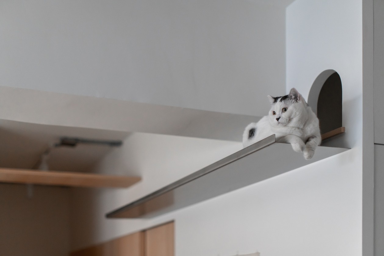 木介空间设计 · 猫的生活-19