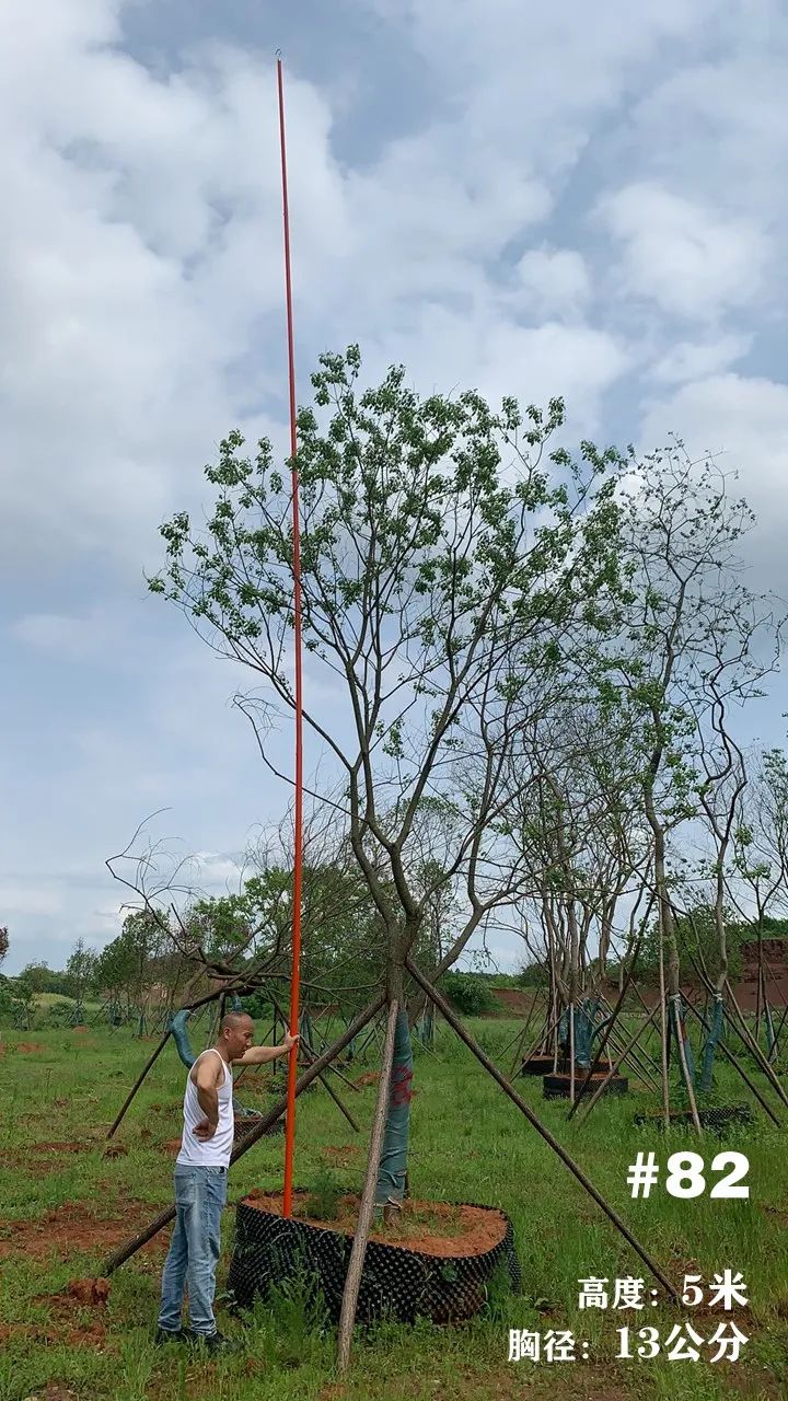 湖南衡阳 148 棵精品乌桕景观设计丨中国衡阳丨看见景观-98