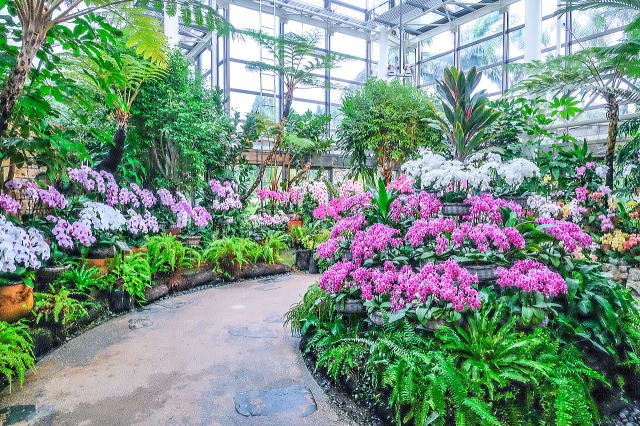 热带梦幻中心（海洋博公园内）丨日本冲绳-22