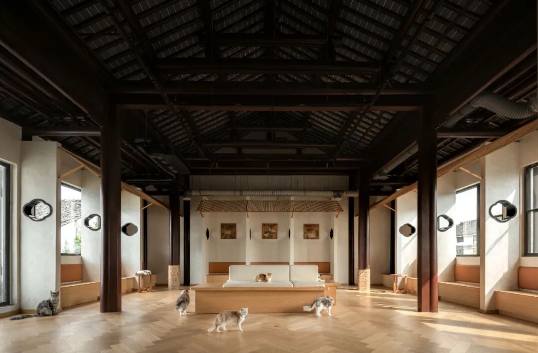 平江老街的萌宠空间-9