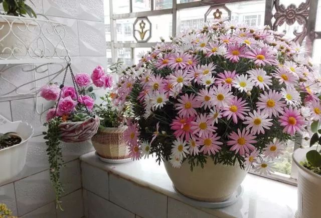 打造惊艳阳台,7 种花卉让空间焕发生机-21