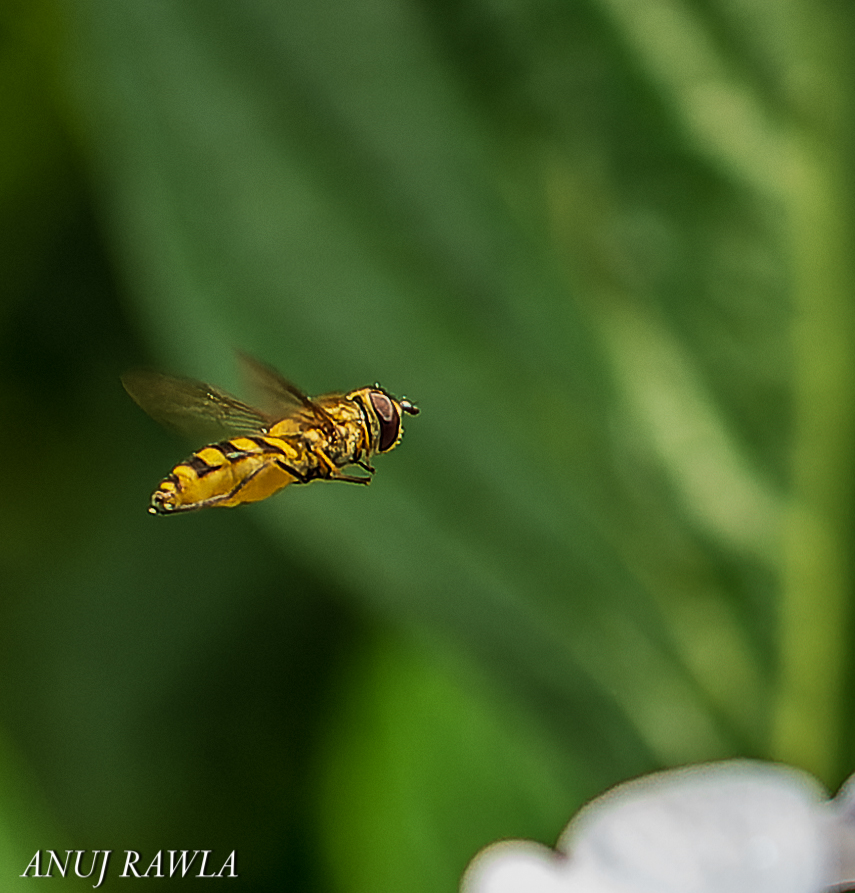 Wildflower Hall - August 2021-91