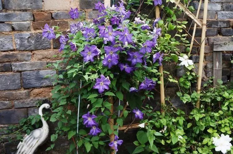 她花了4年，用月季，铁线莲，绣球把农村破败的小院打造成了花海，惊艳了时光-54