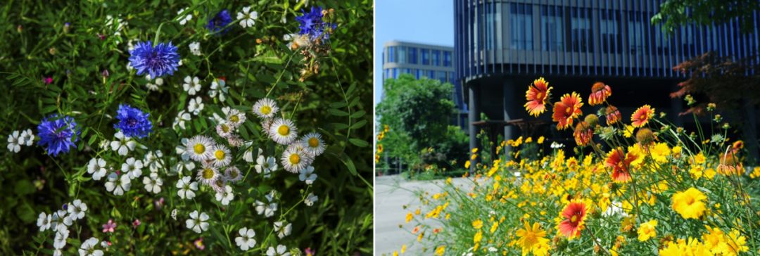华鑫天地一期 | 建筑与景观的生态融合-82