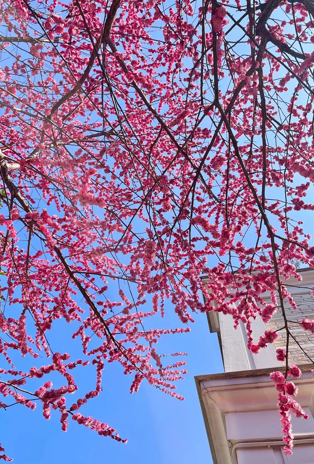 一米花园丨中国上海丨专业设计团队-70