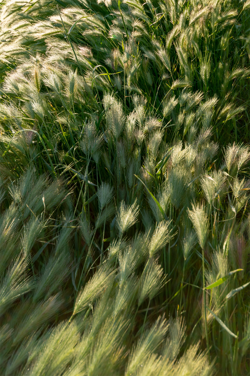 果园中的家园-55