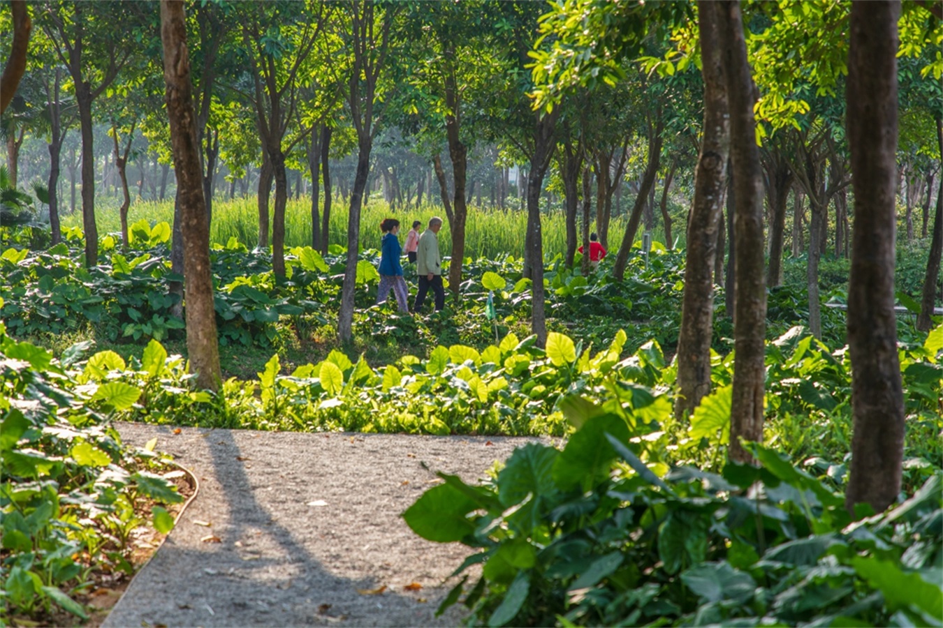 西安雁南公园（二期）丨中国西安丨土人设计（Turenscape）-225