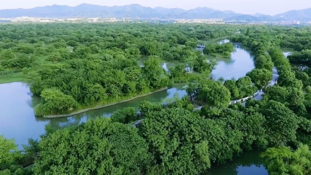 杭州西溪湿地龙舟赛丨中国杭州丨ZSD卓时-3