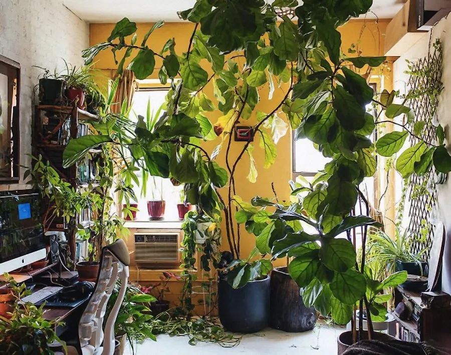 与自然共生 | 一个被植物包围的家-40