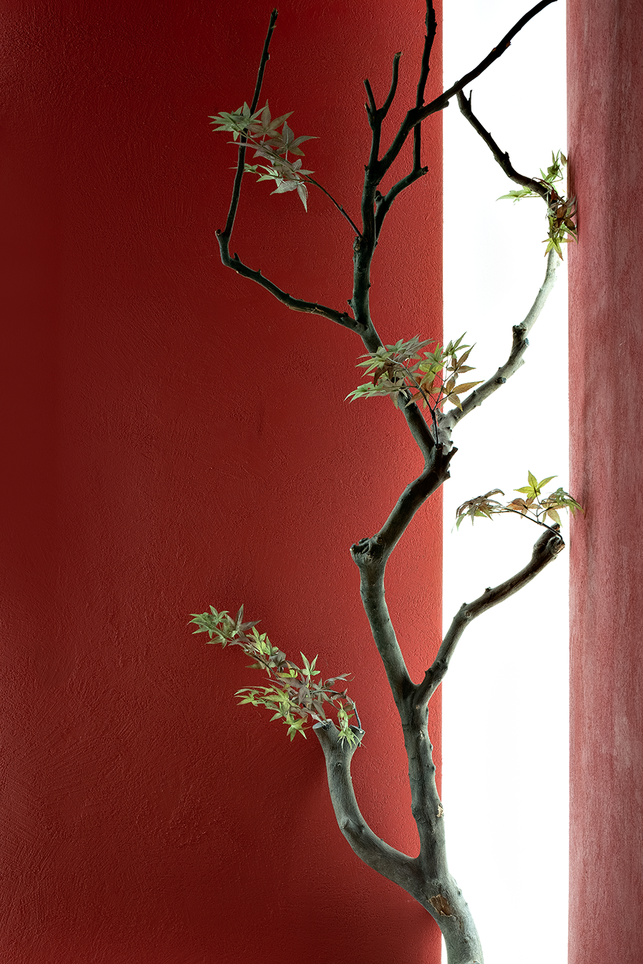 耘畴日本料理丨麦设计|超感力设计研究所-22