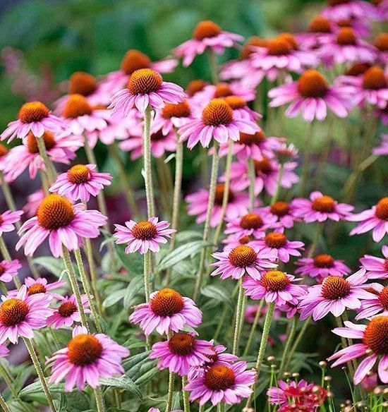 夏日花园养护攻略，打造梦想花园-58