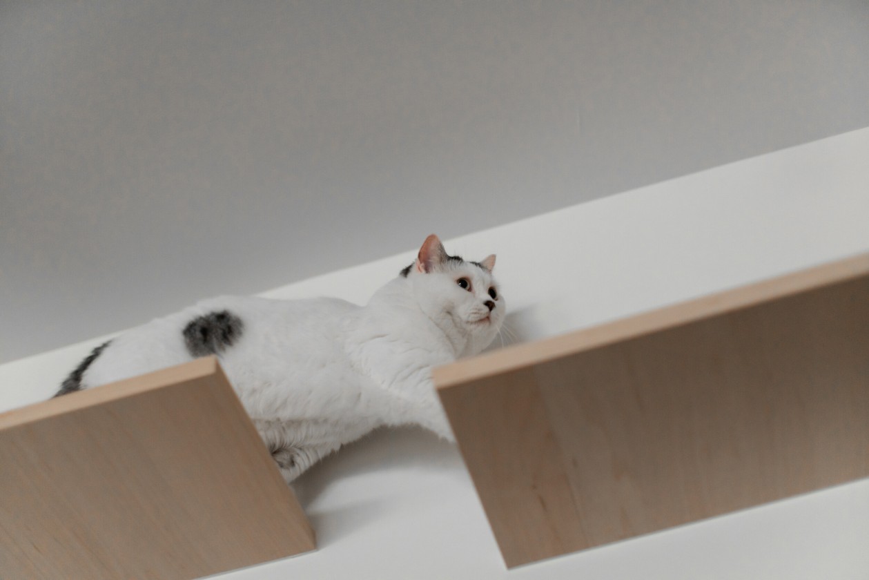 木介空间设计 · 猫的生活-23