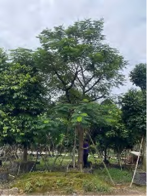 广州中海·左岸澜庭园区丨中国广州丨成都赛肯思创享生活景观设计股份有限公司-77