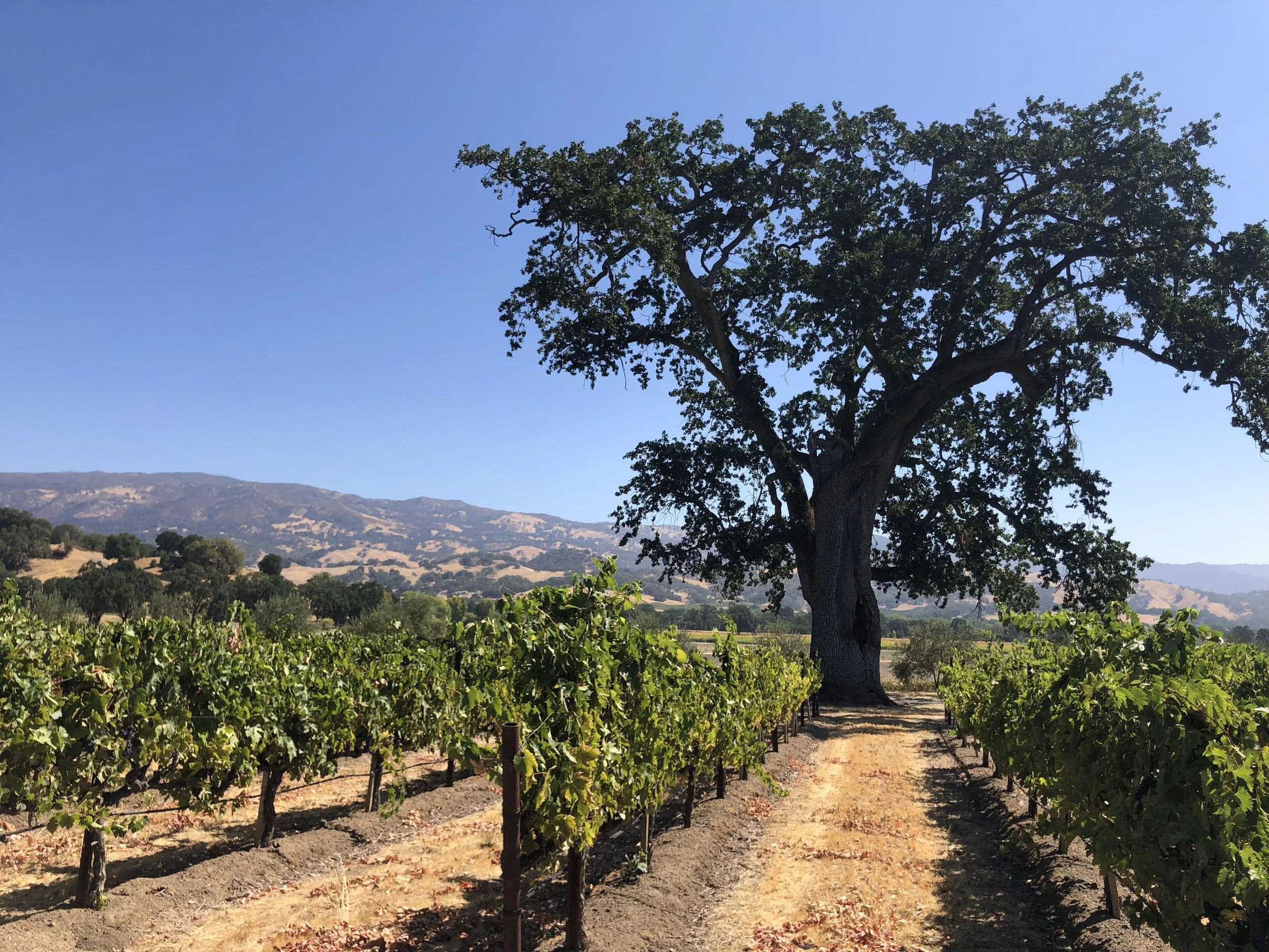 Mendocino Winery景观设计项目丨美国加利福尼亚丨Fletcher Studio-20