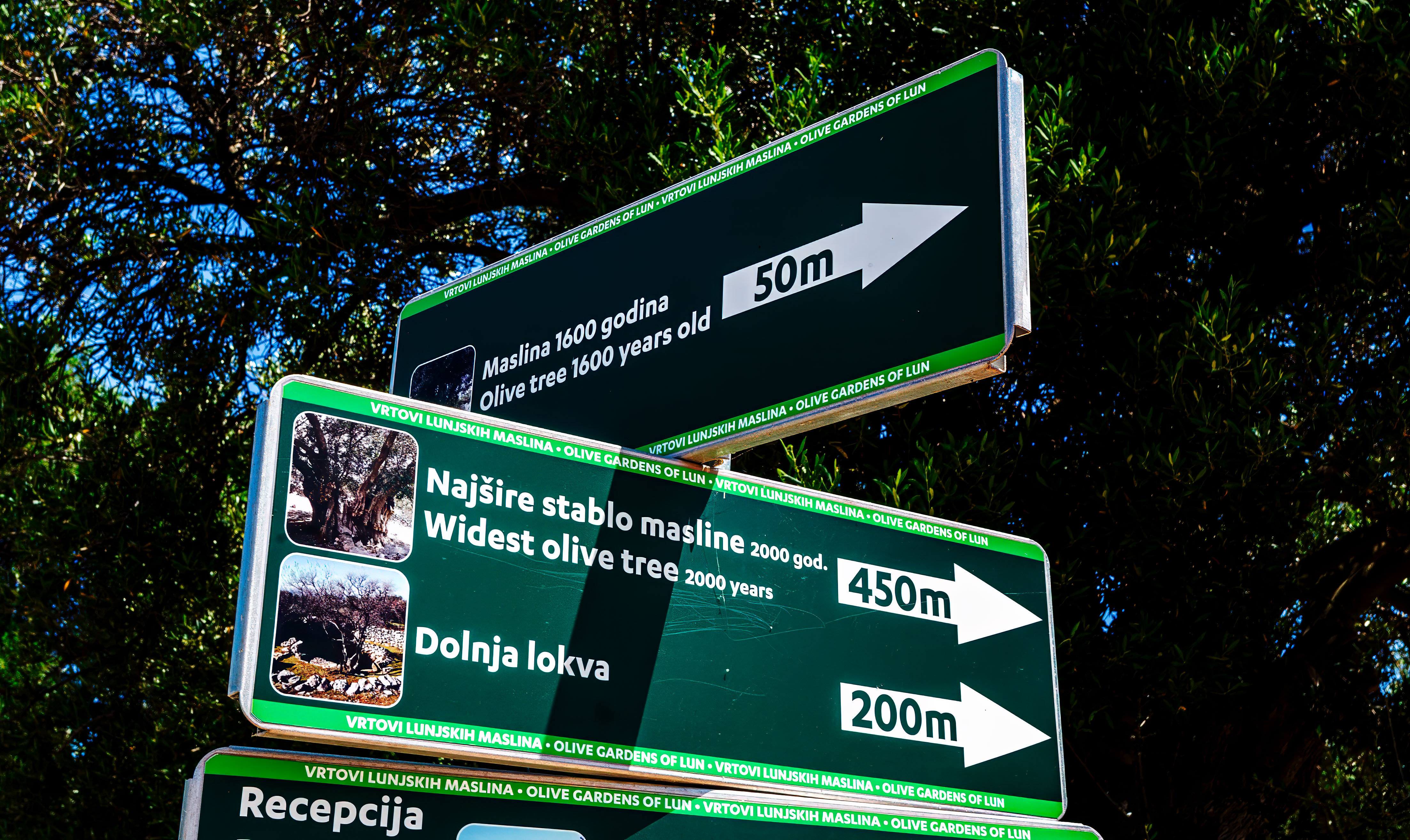 世界上的树木丨Sylvie D.-271