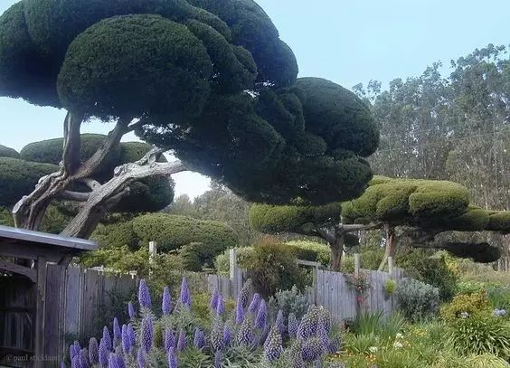 室内设计打造造型植物的独特魅力丨艺汉卿-2