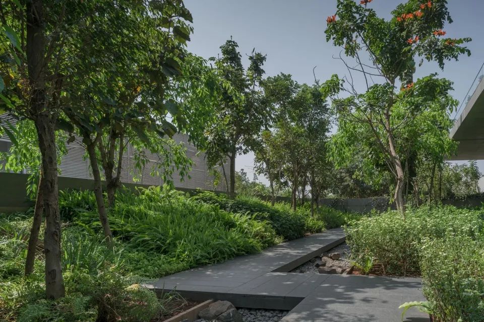 印度 Lupin Research 公园-13