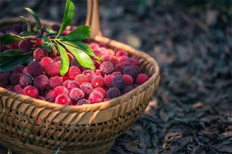 六月的心情,酿成一杯果酒丨「誰最中國」-24