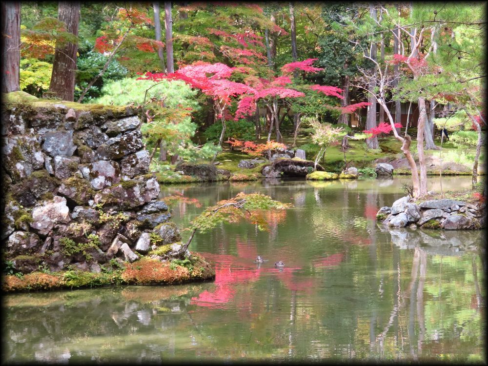 苔寺（西芳寺）的苔庭（黄金池,金刚池）丨日本京都丨梦窗疎石-24
