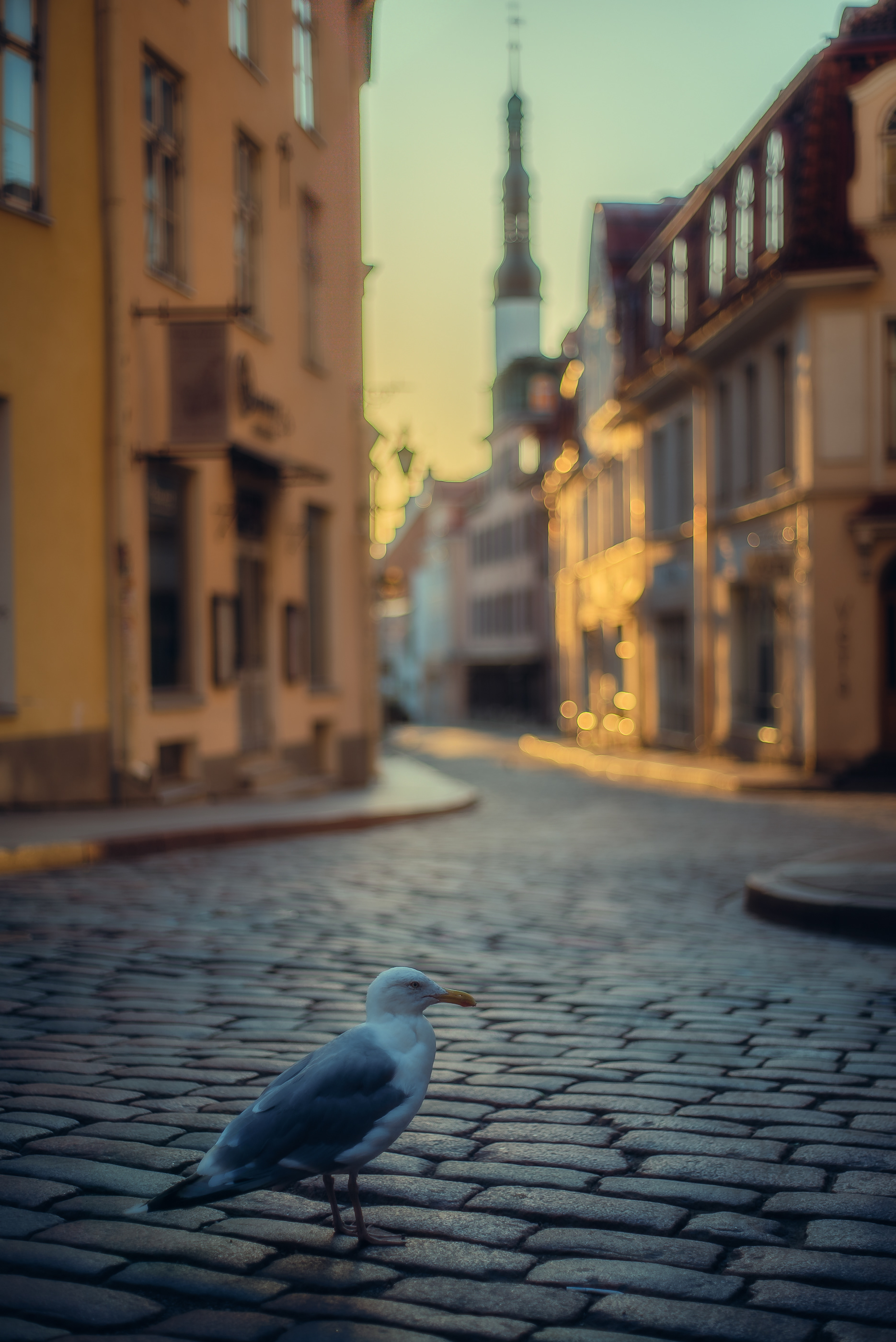 Tallinn Old Town 室内设计-25