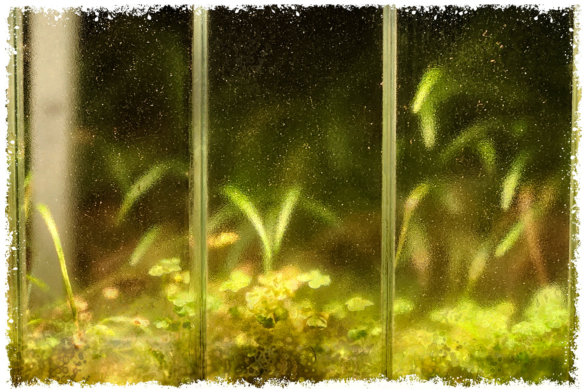 Old Greenhouse-8