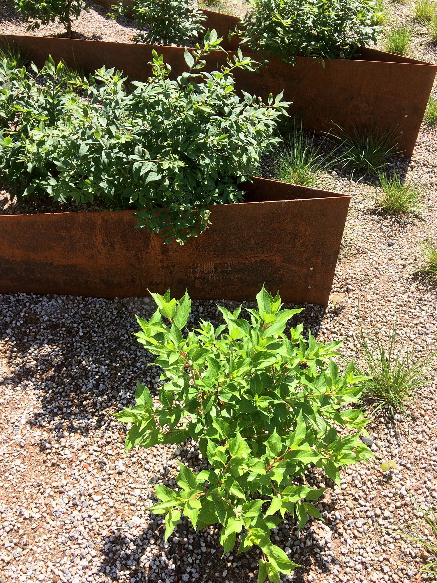 Toiture végétalisée Rivoli | rose architecture-13